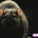 Illustration for article titled Movie Review: Morgan Spurlocks iRats/i Is One of the Grossest Films Weve Ever Seen